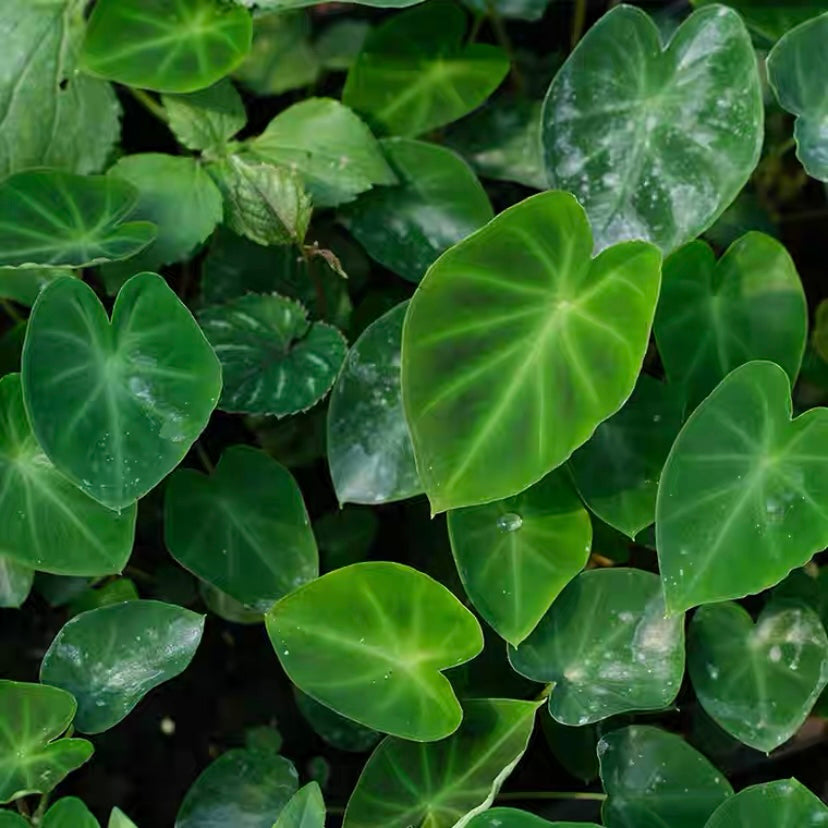 Hitchhiker Elephant Ear(Remusatia Vivipara)