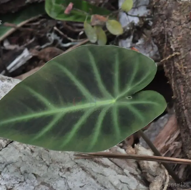 Hitchhiker Elephant Ear(Remusatia Vivipara)