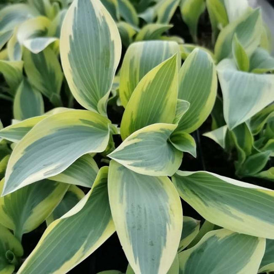 Angelique Hosta