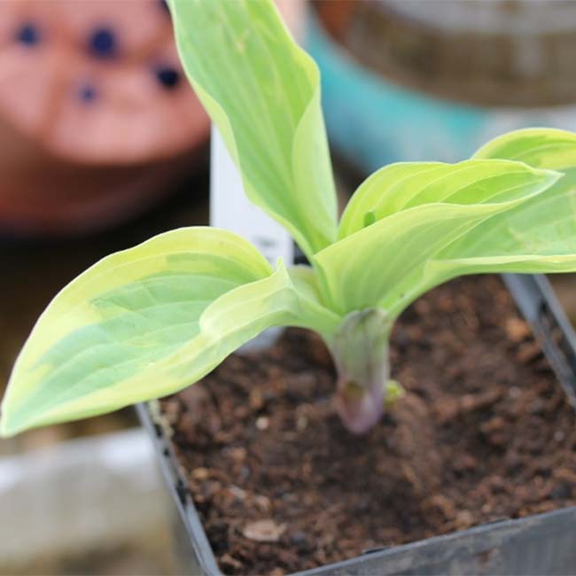 Angelique Hosta