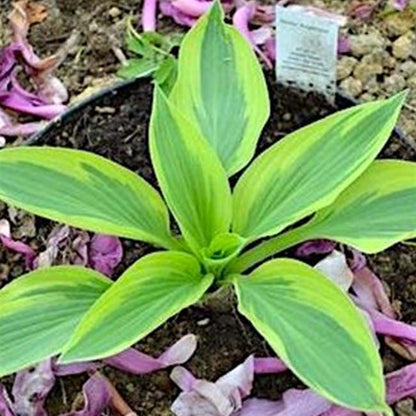 Angelique Hosta