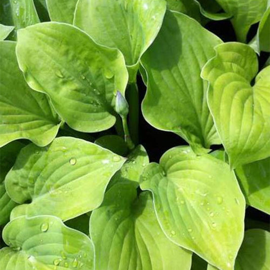 Hosta August Moon