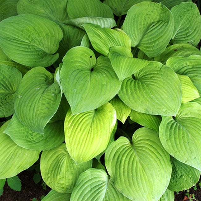 Hosta August Moon