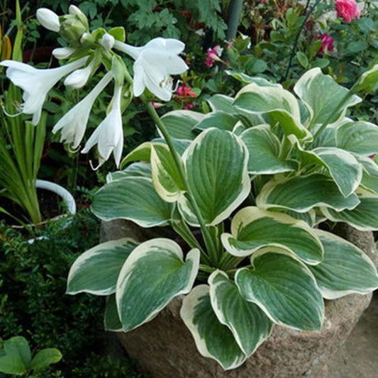 France Hosta ( Hosta fortunei )