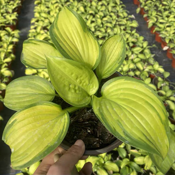 Stained Glass Hosta