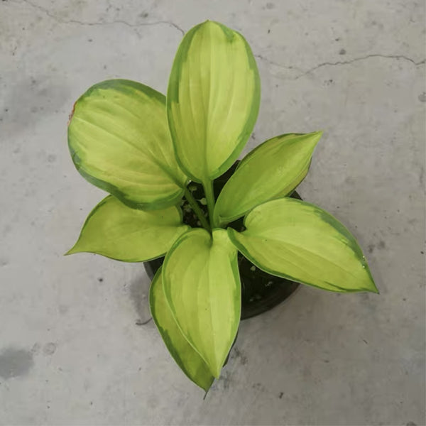 Stained Glass Hosta