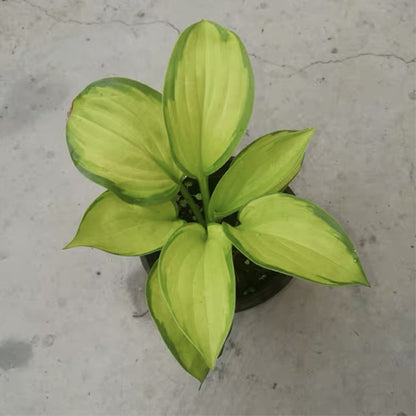 Stained Glass Hosta