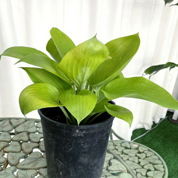 potted hosta plants for sale Sum And Substance Hosta