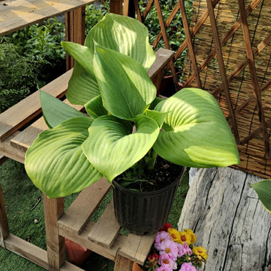 Sum And Substance Hosta