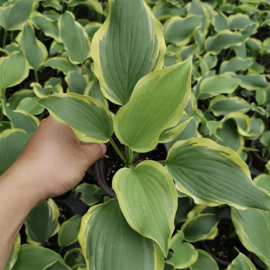 Hosta Temptation