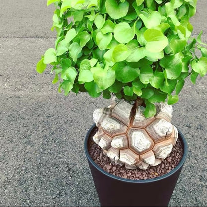 Hottentot bread (Dioscorea elephantipes)