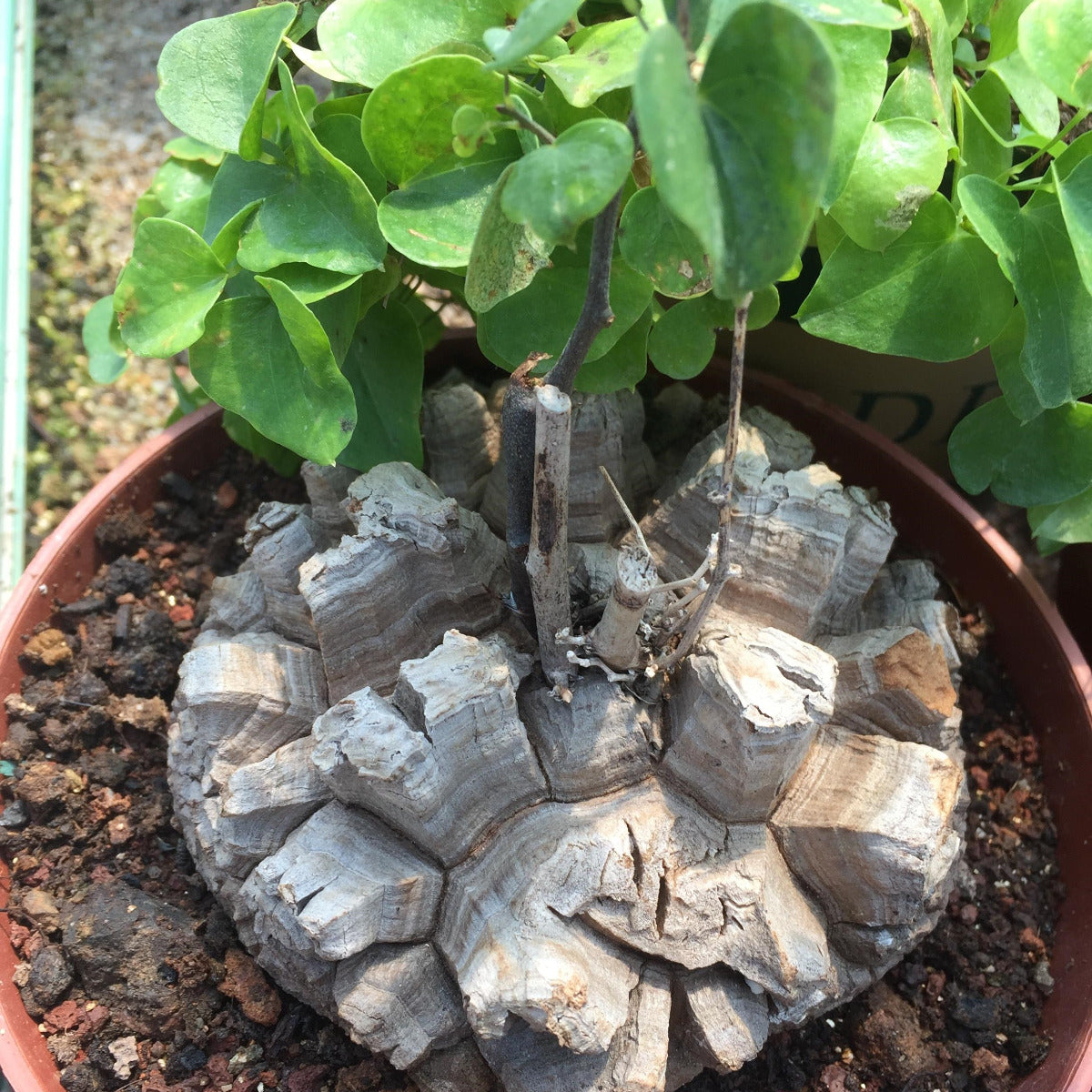 Hottentot bread (Dioscorea elephantipes)