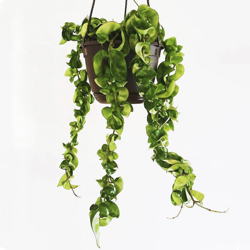 Hindu Rope ( Hoya carnosa 'Compacta')