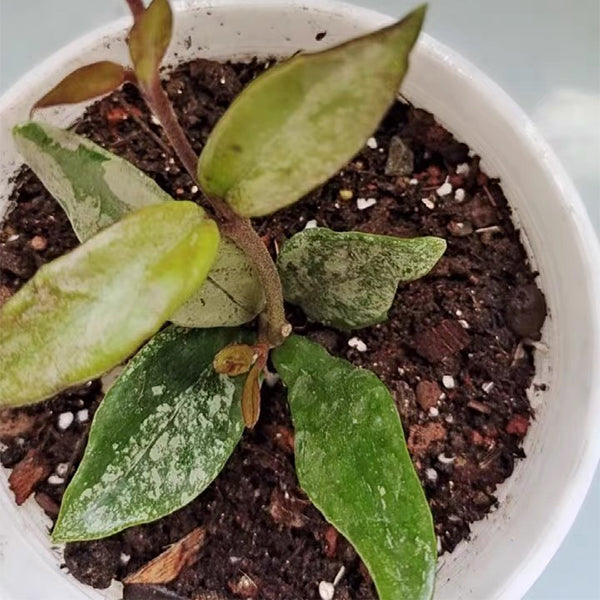 Hoya 073