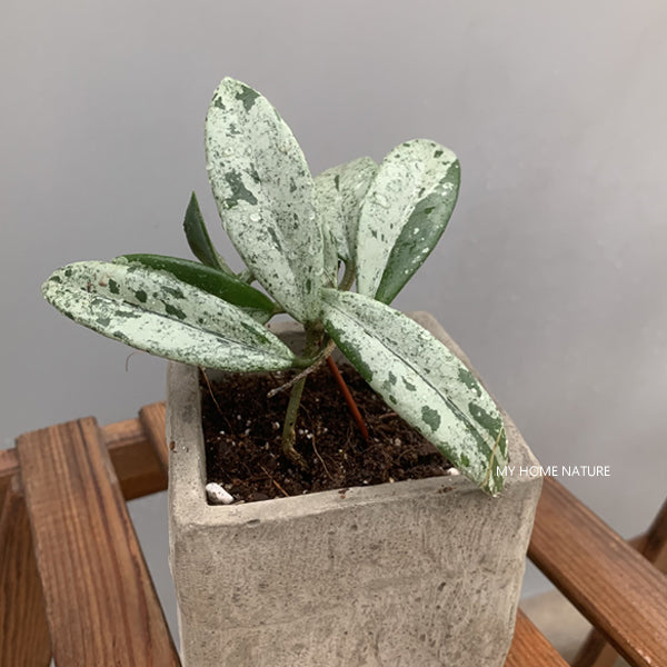 Hoya 073