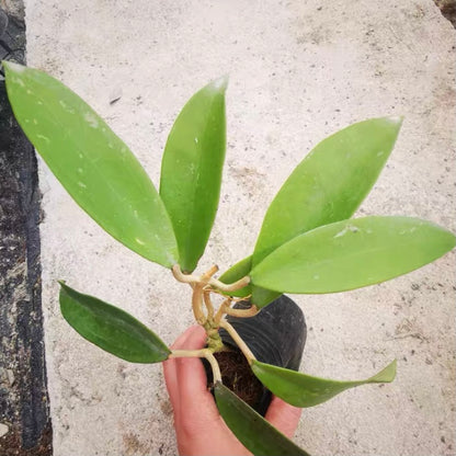 Hoya acuta