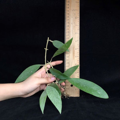 Hoya acuta