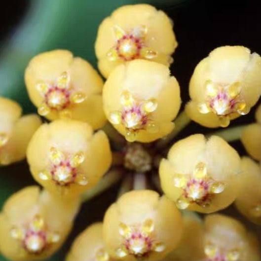 Hoya pubera 'Hoya aff. picta'