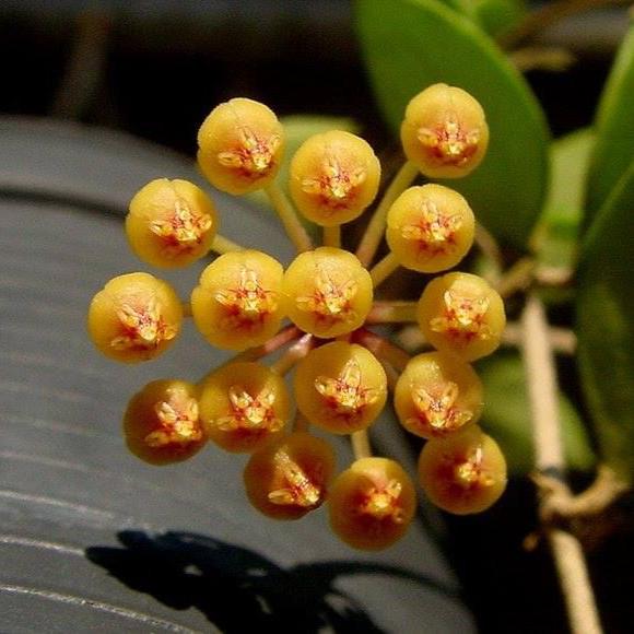Hoya pubera 'Hoya aff. picta'
