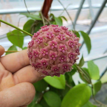 Hoya aldrichii ' Christmas Island waxvine '