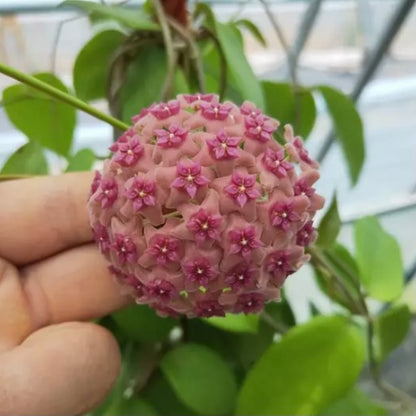 Hoya aldrichii ' Christmas Island waxvine '