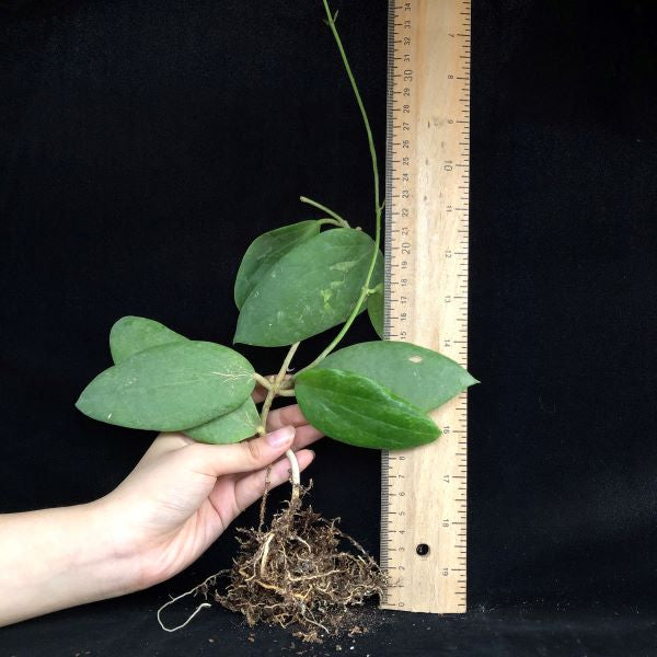 Hoya aldrichii ' Christmas Island waxvine '