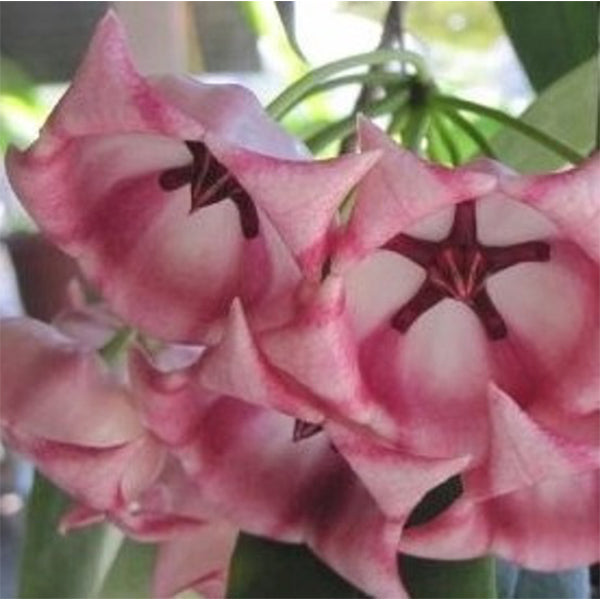 Hoya archboldiana ssp. pink