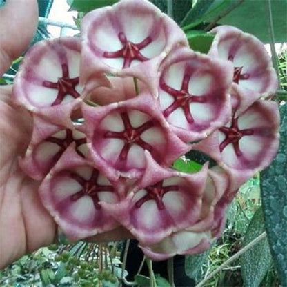 Hoya archboldiana ssp. pink