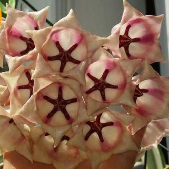 Hoya archboldiana white
