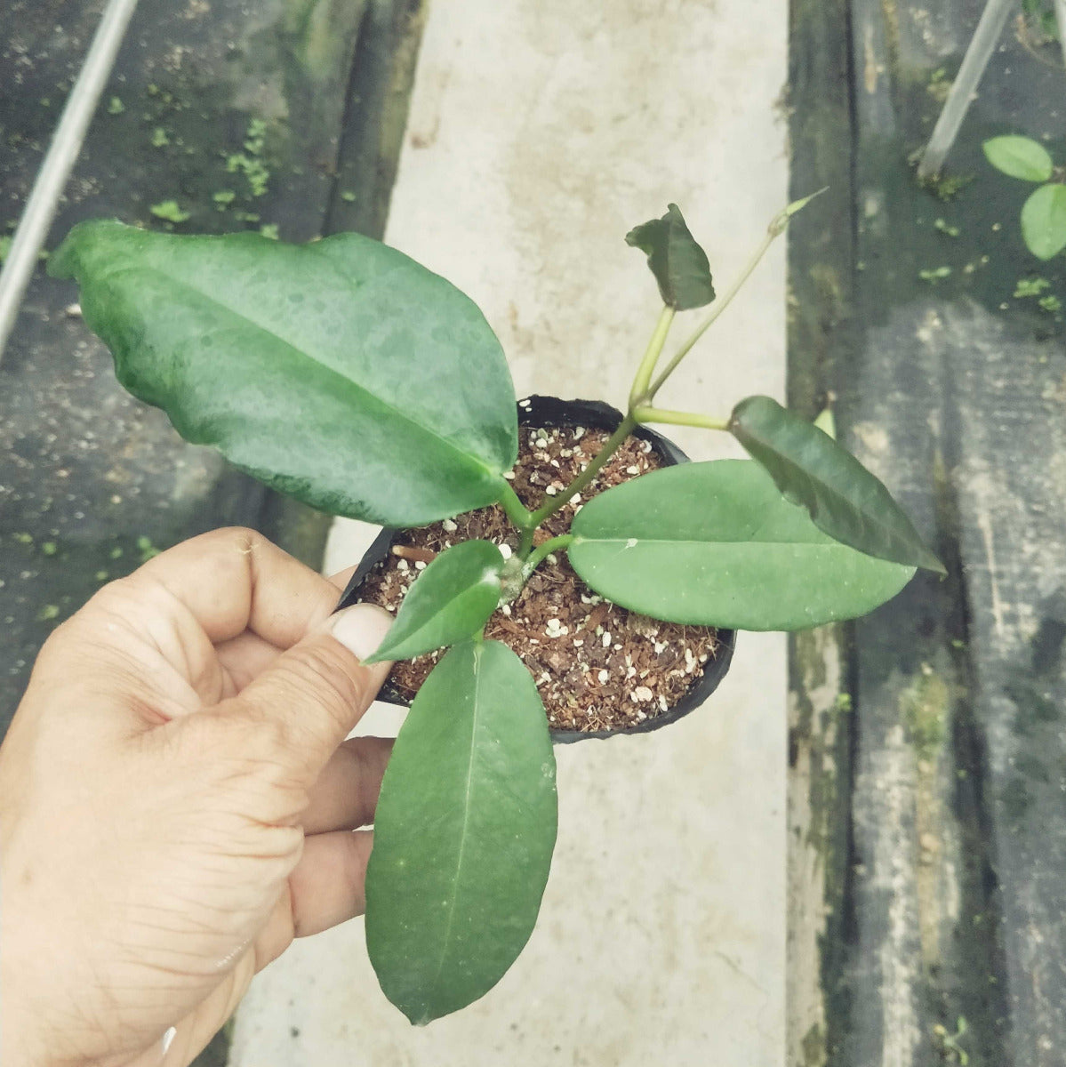 Hoya archboldiana white