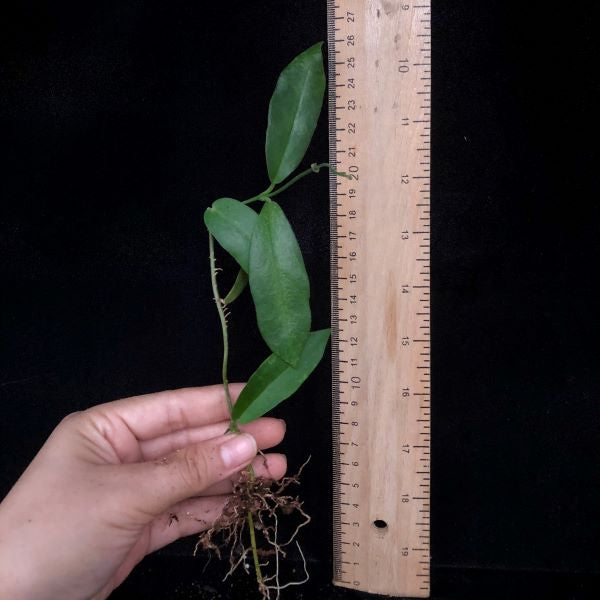 Hoya archboldiana white