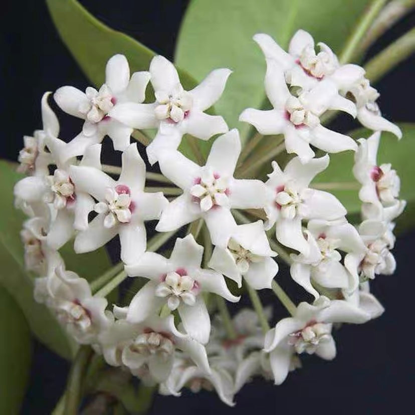 Hoya australis ' Keysii '