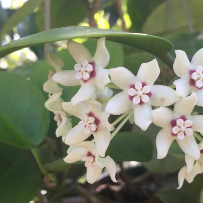 Hoya australis ' Keysii '