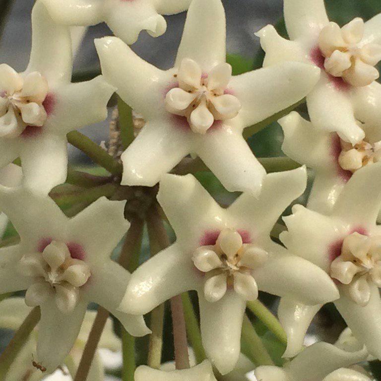 Hoya australis ' Keysii '
