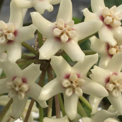 Hoya australis ' Keysii '