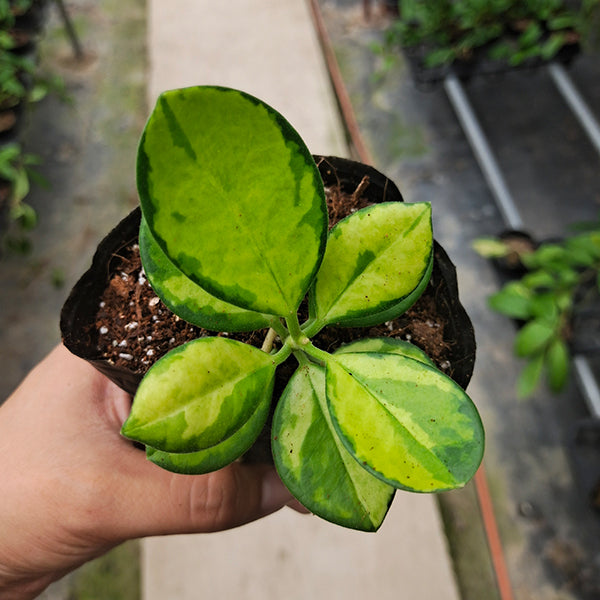 Hoya Australis variegata