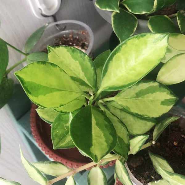 Hoya Australis variegata