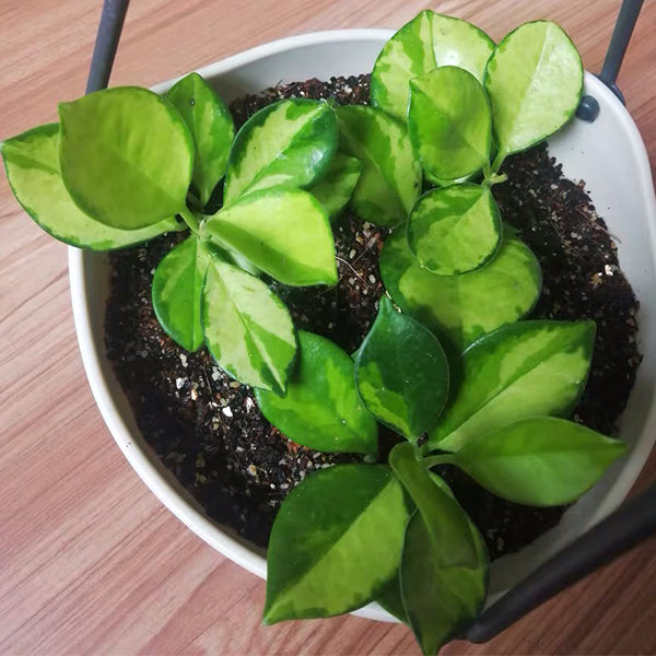 Hoya Australis variegata