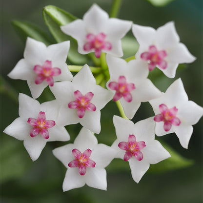Hoya Bella