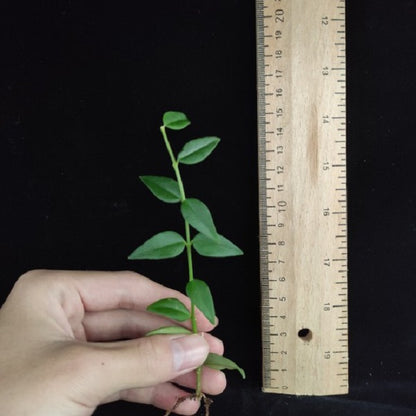 Hoya Bella