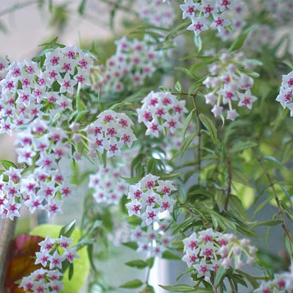 Hoya Bella