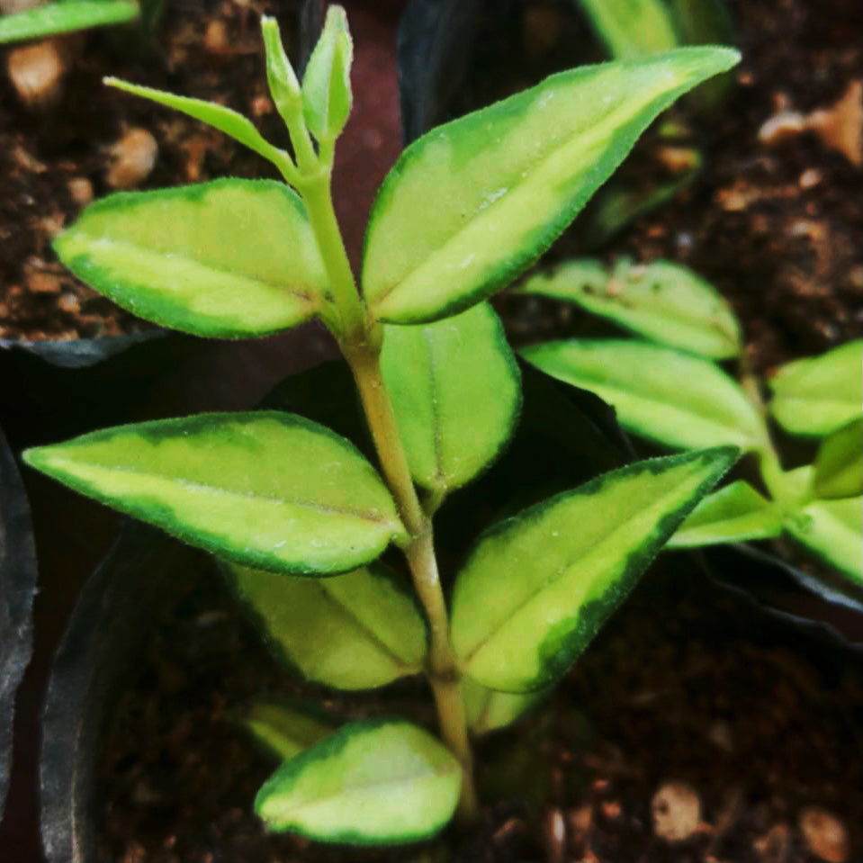 Hoya bella Luis Bois