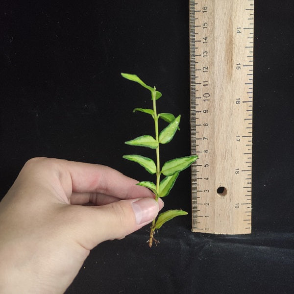 Hoya bella Luis Bois