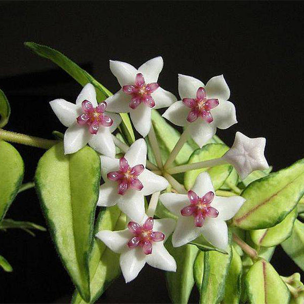 Hoya bella Luis Bois