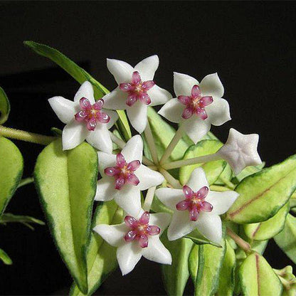 Hoya bella Luis Bois