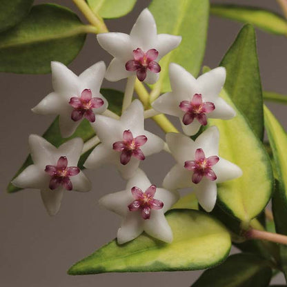 Hoya bella Luis Bois