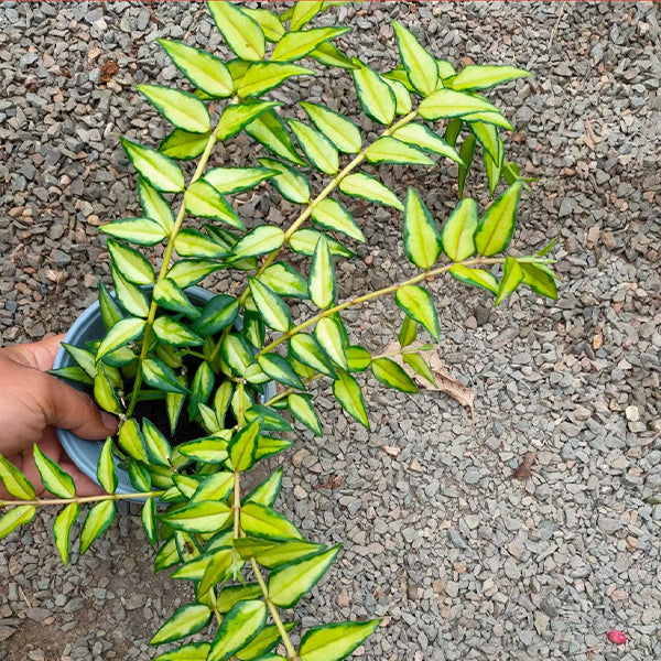 Hoya bella Luis Bois