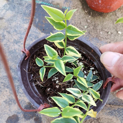 Hoya bella variegated