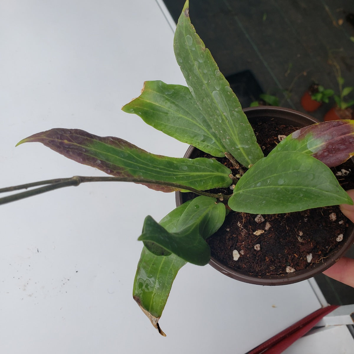 Hoya benguetensis