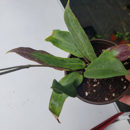 Hoya benguetensis